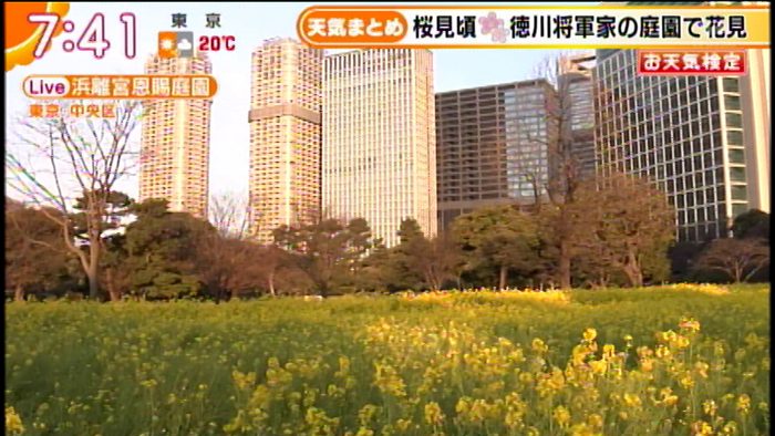 テレ朝post 桜と黄色い菜の花の競演が楽しめる 浜離宮恩賜庭園 のソメイヨシノ