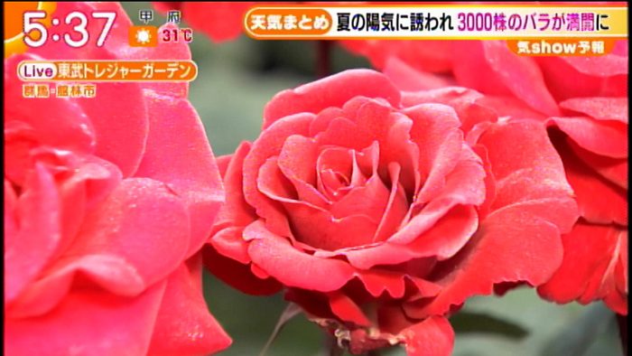 テレ朝post 1500種が見ごろ 東武トレジャーガーデン のバラに心癒される