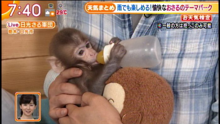 テレ朝post 生後3ヶ月の子ザル きぬくん がかわいすぎる 栃木県 日光さる軍団劇場