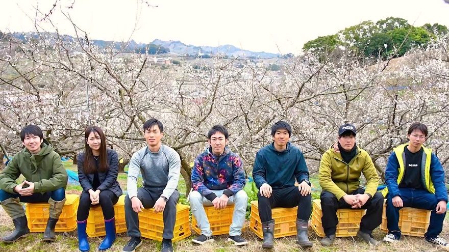 和歌山にある梅農家の若手が集結し 、「梅ボーイズ」を結成！昔ながらの“すっぱい梅干し”を継承