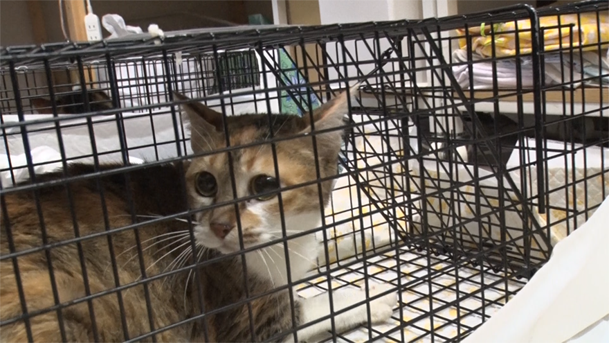 飼い主のいないネコは日本に200万匹以上…寿命は長くても5年。そんな野良ネコを専門に救う動物病院に密着