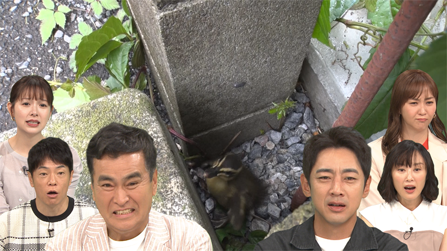 “遠い親戚”石原良純×小泉孝太郎、カルガモ親子のお引越しにハラハラ！予想だにしない出来事も