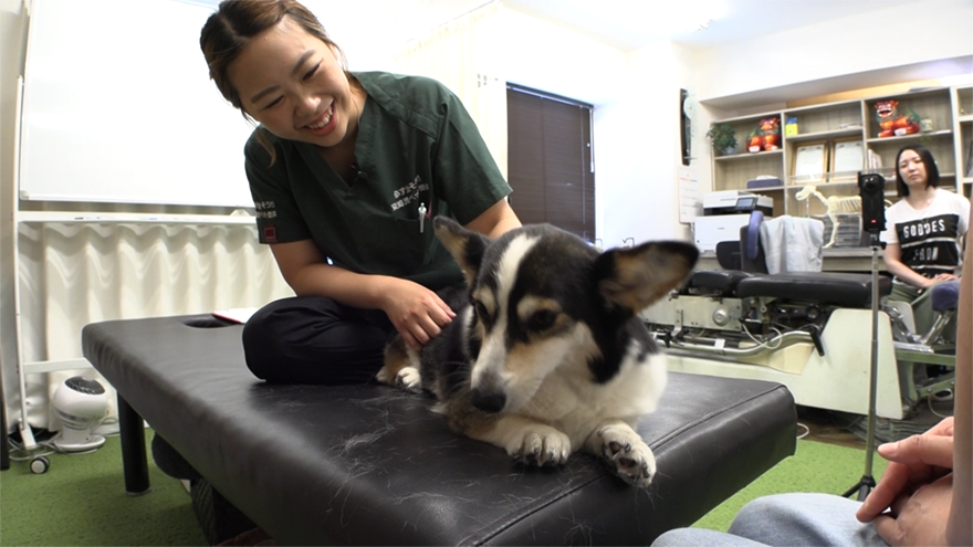 動けなくなった愛犬が“手術なし”で走れるように！注目される「ペット整体」その驚きの効果