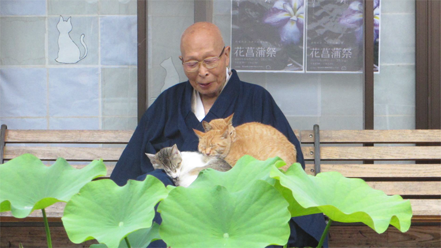 毎年4万人が訪れる人気の“ネコ寺”。おみくじ、御朱印、大仏まで…寺に息づく住職の深いネコ愛