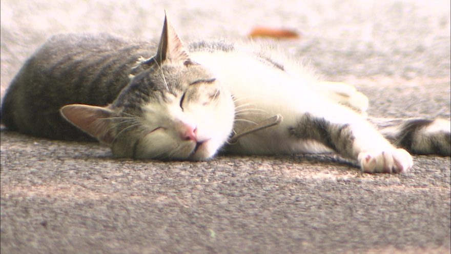 年間22万頭以上が犠牲に…「猫の交通事故を減らす」企業の願いと挑戦