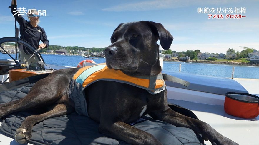 アメリカで100年航海する木造船に“犬”が欠かせない理由　90年前から担う重要な任務