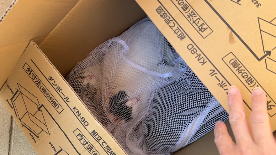 合計20匹もの子ネコが自宅前に遺棄…多発する捨てネコ問題に立ち向かう13歳の少女