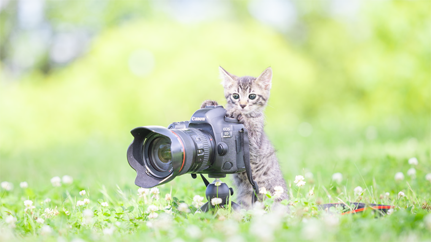 子ネコが瀕死状態から奇跡の回復→新しい家族に出会った感動秘話 保護ネコを救う人気写真家に密着