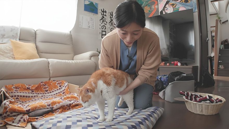 テレ朝POST » 年間30万人の“ネコ好き”が詰めかける「猫の細道」 地域