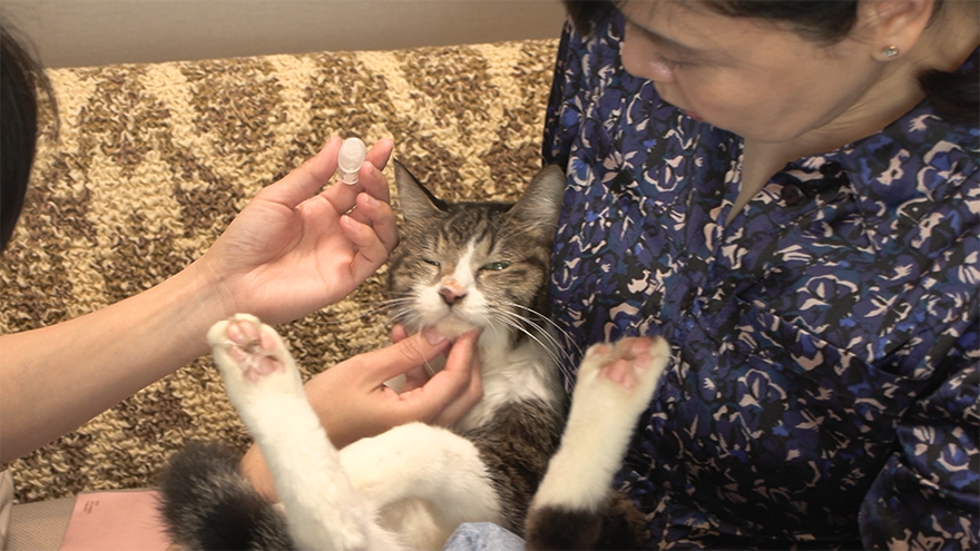 テレ朝POST » 年間30万人の“ネコ好き”が詰めかける「猫の細道」 地域