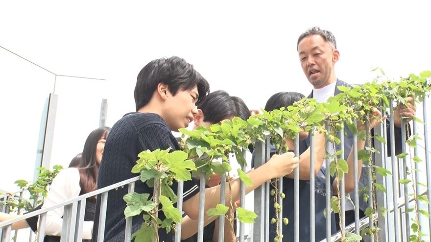 キャンパスの屋上で“ホップ”を栽培!収穫後は地元クラフトビールへ 都市緑化にも効果